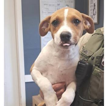 Sam -  Hound Dog for Adoption in Hollister, Missouri - Sam | PetCurious