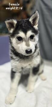 Alaskan Malamute Dogs Available for Adoption - LILO | PetCurious