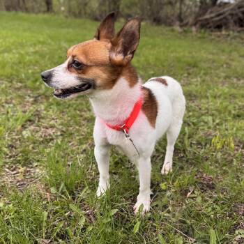 Terrier Dogs Available for Adoption in Midland, Michigan - Timmy Turner | PetCurious