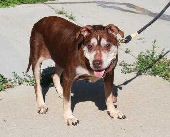 Pit Bull Terrier Dogs Available for Adoption in Marietta, Ohio - Cocoa Pretzel (Photos May 28th 2026) Special Needs (In Foster Ca | PetCurious