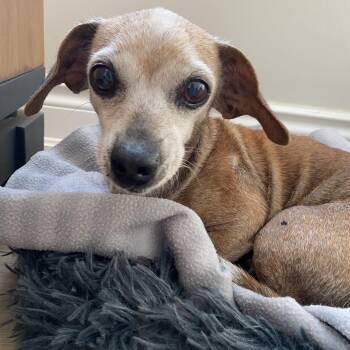 Chihuahua Dogs Available for Adoption - Garnett AKA Nettie | PetCurious