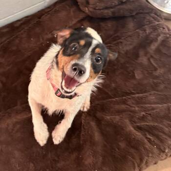 Rat Terrier Dogs Available for Adoption in Kyle, Texas - ETHER | PetCurious