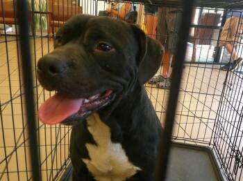 Pit Bull Terrier and Labrador Retriever Dogs Available for Adoption in Ocala, Florida - A380889 | PetCurious