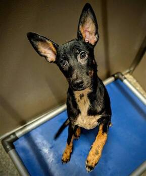 LUKE -  Feist Dog for Adoption in Clyde, North Carolina - LUKE | PetCurious