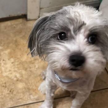 Ozzy Paws -  Shih Tzu Dog for Adoption in Las Vegas, Nevada - Ozzy Paws | PetCurious