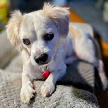 Lou Lou -  Mixed Breed Dog for Adoption in Baltimore, Maryland - Lou Lou | PetCurious