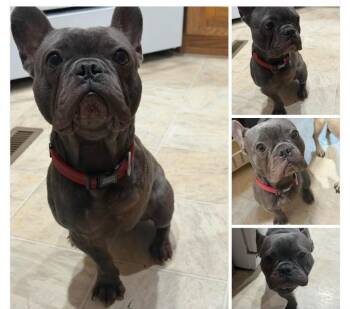 Nyx -  French Bulldog Dog for Adoption in Thayne, Wyoming - Nyx | PetCurious