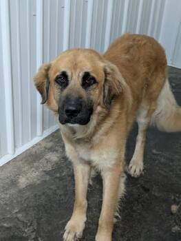 Hardy -  Golden Retriever and Great Pyrenees Dog for Adoption in Aurora, Illinois - Hardy | PetCurious