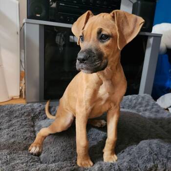 Tiffany -  American Staffordshire Terrier Dog for Adoption in Salem, New Hampshire - Tiffany | PetCurious