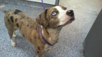 A1266324 -  Catahoula Leopard Dog and Mixed Breed Dog for Adoption in Charlotte, North Carolina - A1266324 | PetCurious
