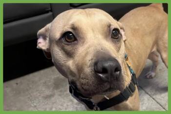 Fiona -  Pit Bull Terrier Dog for Adoption in Amherst, Massachusetts - Fiona | PetCurious
