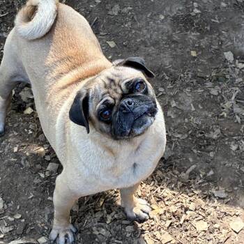 Sukie -  Pug Dog for Adoption in Pelham, New Hampshire - Sukie | PetCurious