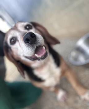 Beagle Dogs Available for Adoption in Chuckey, Tennessee - Thor | PetCurious