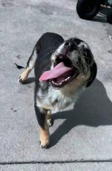 Duck -  Australian Cattle Dog Blue Heeler Dog for Adoption in Blountville, Tennessee - Duck | PetCurious