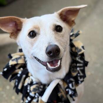 Jude -  Border Terrier and Cattle Dog Dog for Adoption in New Orleans, Louisiana - Jude | PetCurious