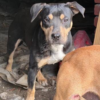 Mixed Breed Dogs Available for Adoption - 03/04/2026-Stray-WashingtonAvenue-2 | PetCurious