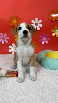 Practical -  American Bully and Pit Bull Terrier Dog for Adoption in Phoenix, Arizona - Practical | PetCurious