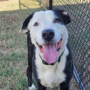 Boomer -  Border Collie and Pit Bull Terrier Dog for Adoption in Brentwood, Tennessee - Boomer | PetCurious