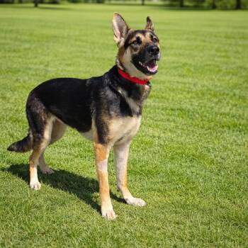 German Shepherd Dog Dogs Available for Adoption in Las Vegas, Nevada - Kristy | PetCurious