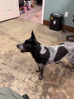 Currency -  Mixed Breed Dog for Adoption in Shelbyville, Tennessee - Currency | PetCurious