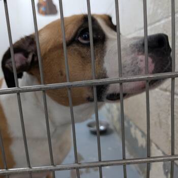 192169 Betty LOOKING FOR OWNER -  Boxer Dog for Adoption in Ravenna, Ohio - 192169 Betty LOOKING FOR OWNER | PetCurious