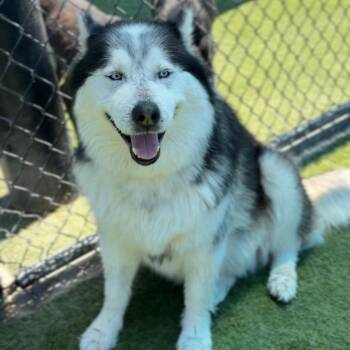 Joshua/Mochi A2208146 -  Alaskan Malamute and Mixed Breed Dog for Adoption in Los Angeles, California - Joshua/Mochi A2208146 | PetCurious