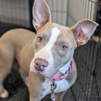 Precious -  Mixed Breed Dog for Adoption in West Olive, Michigan - Precious | PetCurious