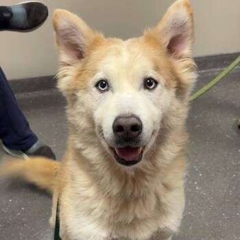 Siberian Husky Dogs Available for Adoption - Phoenix | PetCurious