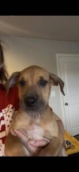 Hound Dogs Available for Adoption in Colorado Springs, Colorado - Julia | PetCurious