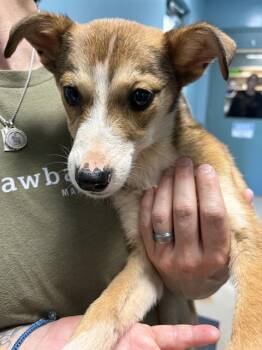 Mixed Breed Dogs Available for Adoption in Newton, North Carolina - PARAMORE | PetCurious