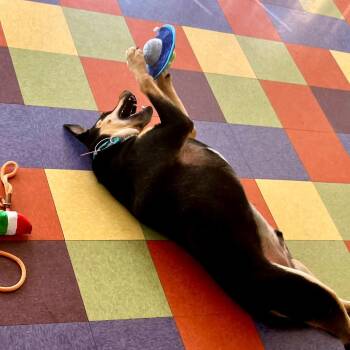 Rufus -  Hound and Terrier Dog for Adoption in Minneapolis, Minnesota - Rufus | PetCurious
