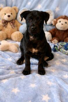 Labrador Retriever Dogs Available for Adoption - Diesel | PetCurious