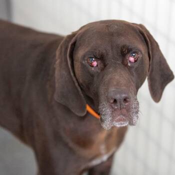 Dominic (S26-03) -  German Shorthaired Pointer Dog for Adoption in Peyton, Colorado - Dominic (S26-03) | PetCurious