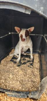 Rescue Australian Cattle Dog Blue Heeler and Jack Russell Terrier Dogs for Adoption in Hemet, California - Romeo | PetCurious