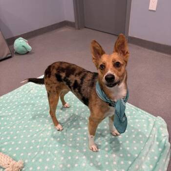 Sierra -  Mixed Breed Dog for Adoption in Canal Winchester, Ohio - Sierra | PetCurious