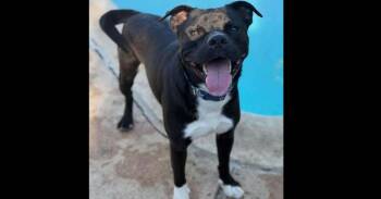 Boll Weevil (CP) -  American Staffordshire Terrier and Terrier Dog for Adoption in Dallas, Texas - Boll Weevil (CP) | PetCurious
