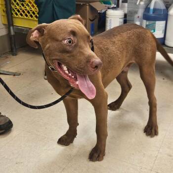 SCFL-Stray-66743 -  Mixed Breed Dog for Adoption in Lake Panasoffkee, Florida - SCFL-Stray-66743 | PetCurious