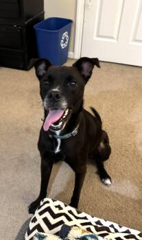 Rescue Black Labrador Retriever Dogs for Adoption in Greenville, North Carolina - Ragnar | PetCurious