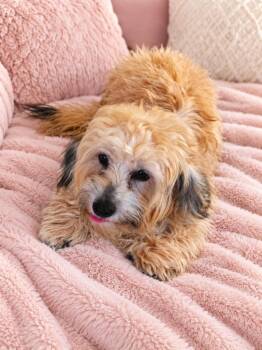 PIPER -  Shih Tzu and Maltese Dog for Adoption in Spring, Texas - PIPER | PetCurious