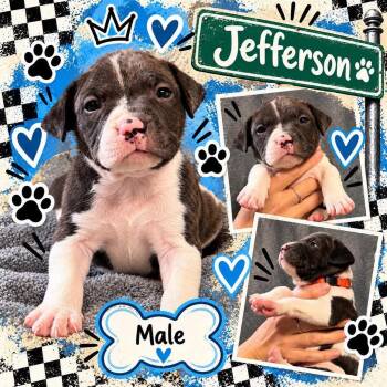Jefferson -  Mixed Breed Dog for Adoption in Pleasant Ridge, Michigan - Jefferson | PetCurious