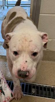Burrito -  Pit Bull Terrier Dog for Adoption - Burrito | PetCurious