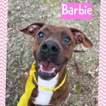 Staffordshire Bull Terrier and Boxer Dogs Available for Adoption in Princeton, Indiana - BARBIE | PetCurious