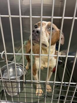 Lando -  Mixed Breed Dog for Adoption in Memphis, Tennessee - Lando | PetCurious