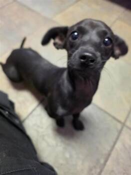 61668978 -  Dachshund and Mixed Breed Dog for Adoption in El Paso, Texas - 61668978 | PetCurious