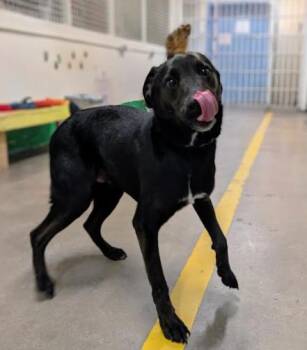 Husky and Labrador Retriever Dogs Available for Adoption - 4296 Onyx | PetCurious