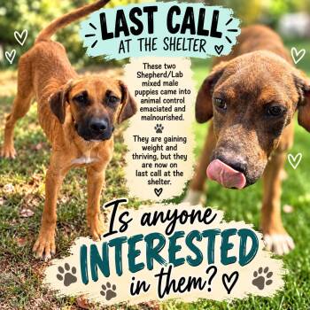 Shepherd/Lab Boys -  German Shepherd Dog and Labrador Retriever Dog for Adoption in Chickamauga, Georgia - Shepherd/Lab Boys | PetCurious
