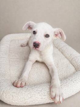 Biscuit -  Labrador Retriever and Yellow Labrador Retriever Dog for Adoption in Baton Rouge, Louisiana - Biscuit | PetCurious