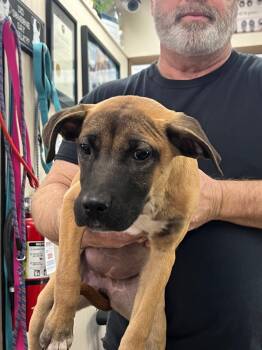Rescue Mixed Breed Dogs for Adoption in Springfield, Ohio - Nicole | PetCurious