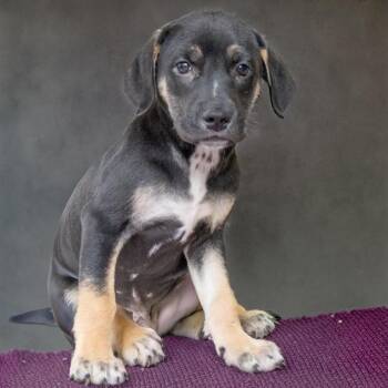 DAKOTA -  Labrador Retriever and Mixed Breed Dog for Adoption in St. Louis, Missouri - DAKOTA | PetCurious