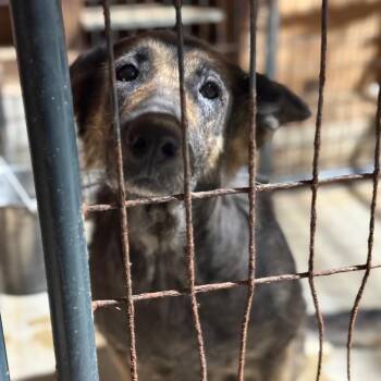 German Shepherd Dog Dogs Available for Adoption - Gretchen | PetCurious